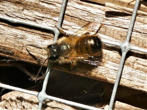 Réf. 280 233 : Osmia bicornis